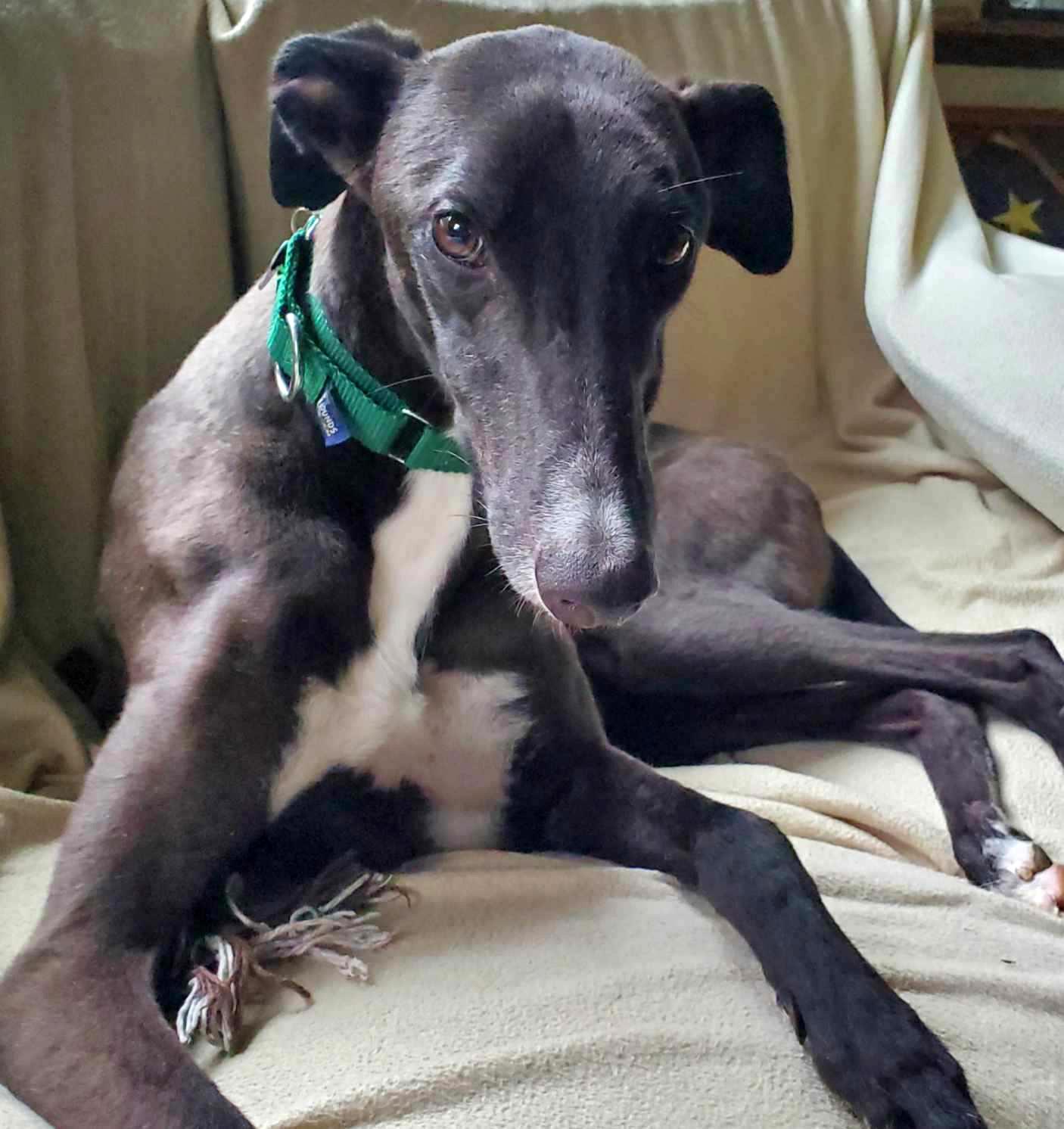 Enlarge Legacy, an adopted Greyhound in Ware, MA image 5/5