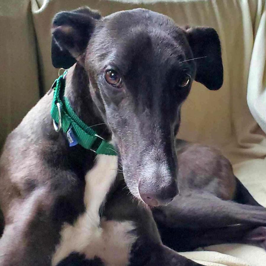 Enlarge Legacy, an adopted Greyhound in Ware, MA image 1/5