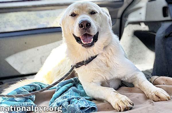 Noble in CT - Super Playful With Everyone!