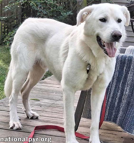 Noble in CT - Super Playful With Everyone!