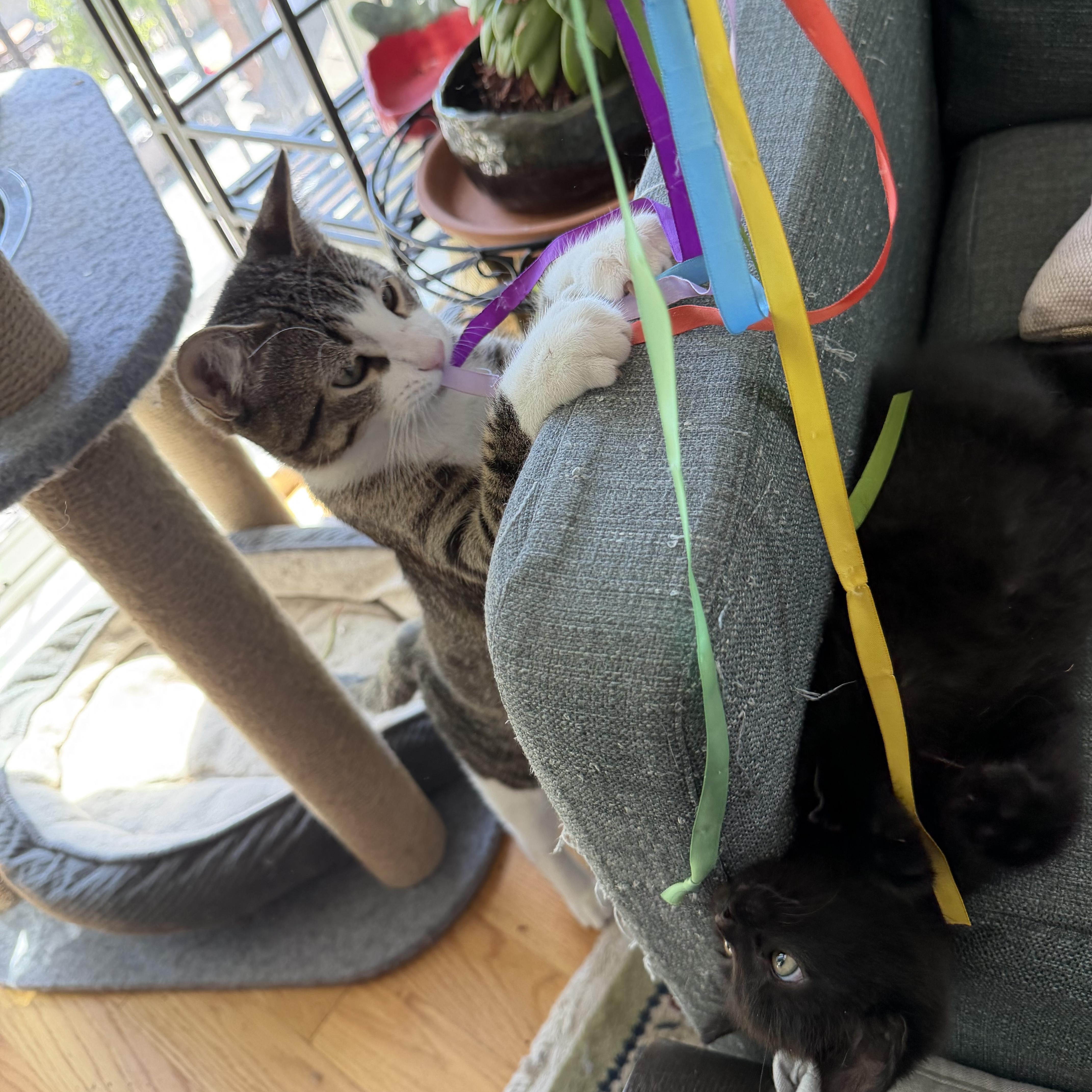 Alan (bonded with Jackson), a Adoptable Domestic Short Hair in Chicago, IL image 5/6