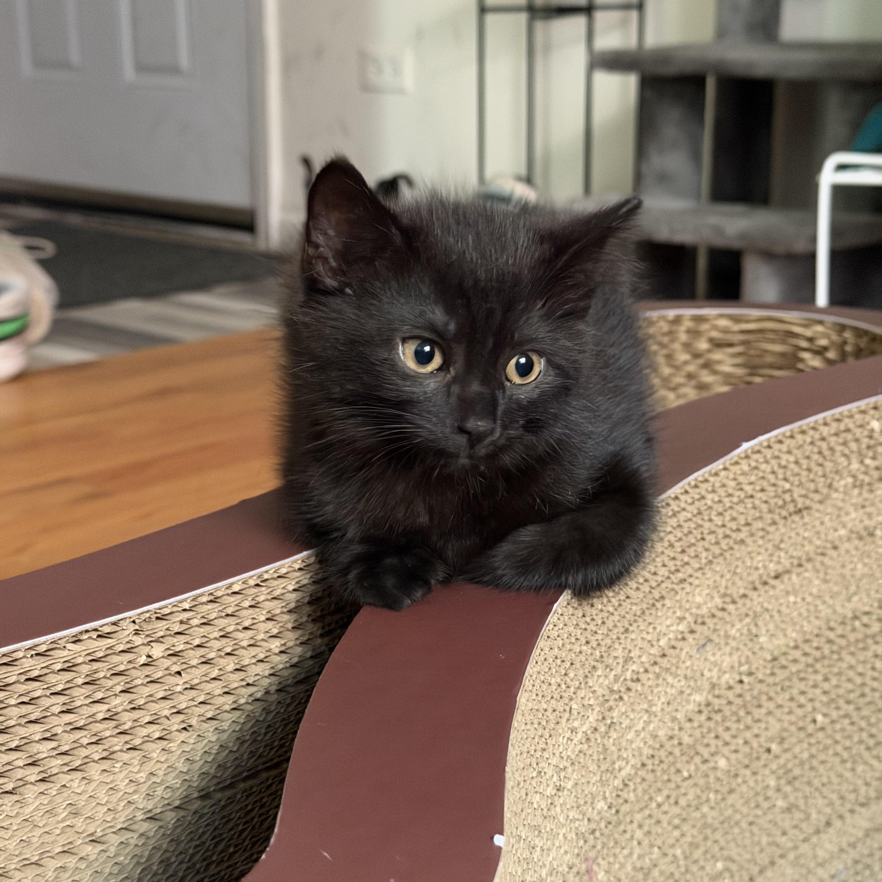 Alan (bonded with Jackson), a Adoptable Domestic Short Hair in Chicago, IL image 2/6