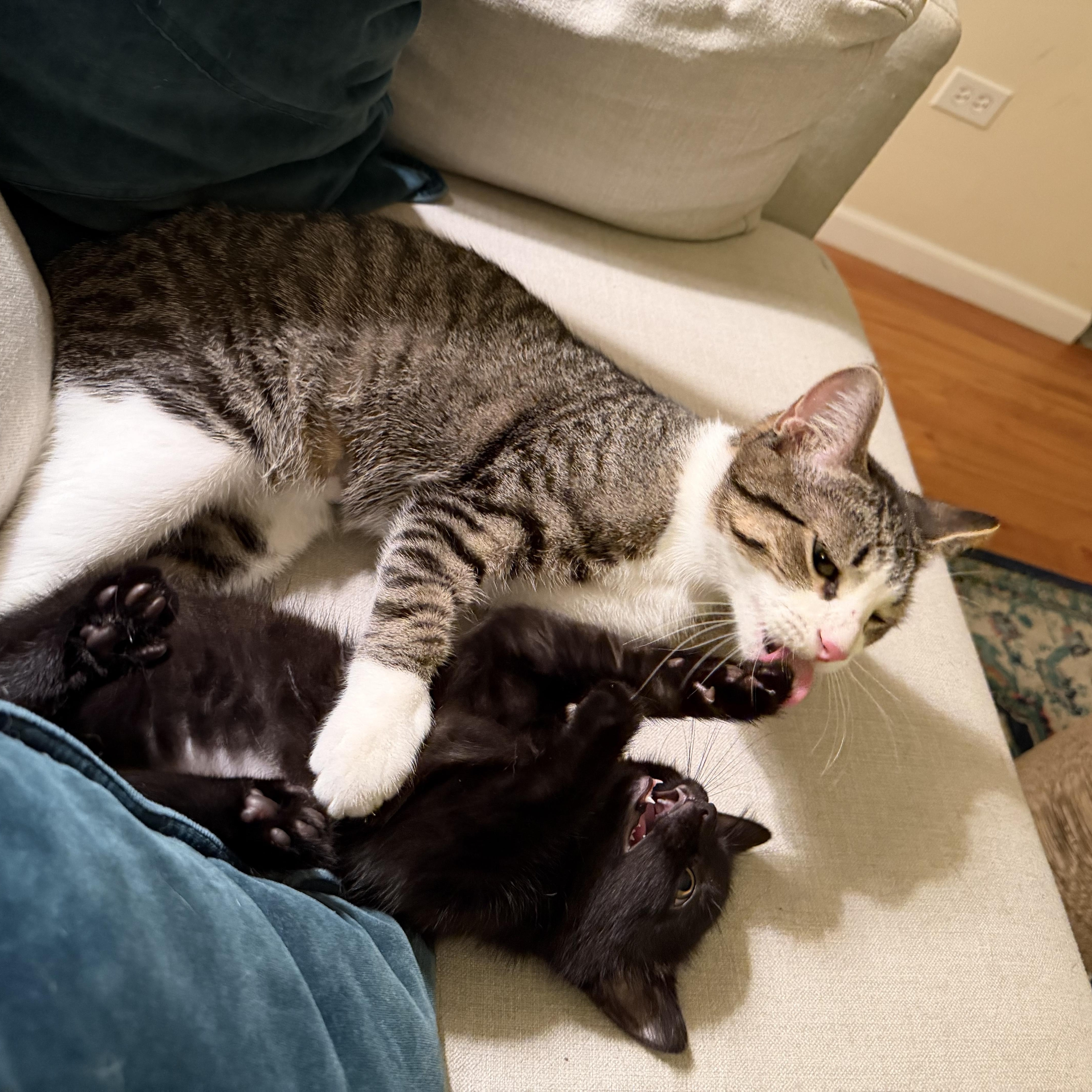 Alan (bonded with Jackson), a Adoptable Domestic Short Hair in Chicago, IL image 6/6
