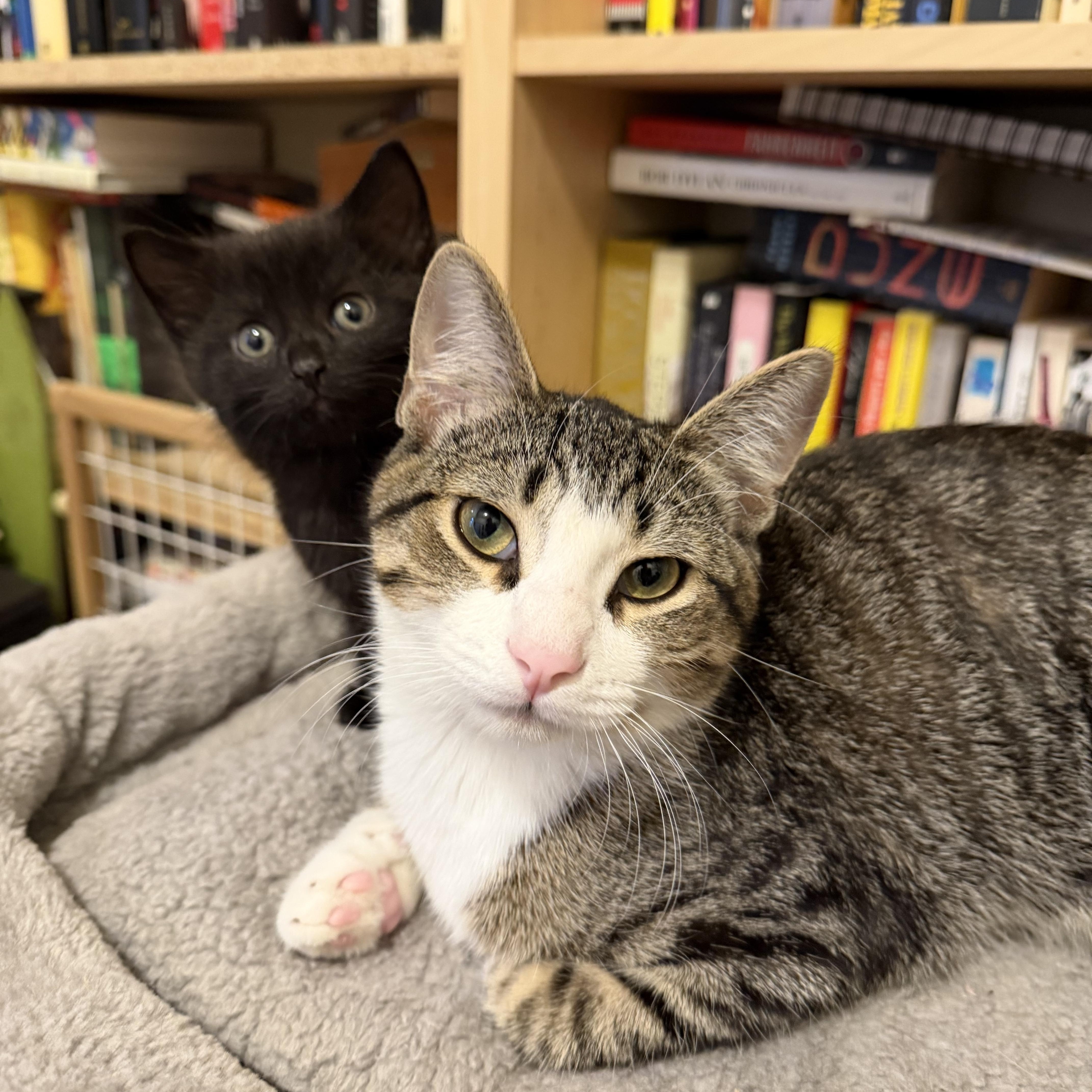 Alan (bonded with Jackson), a Adoptable Domestic Short Hair in Chicago, IL image 4/6