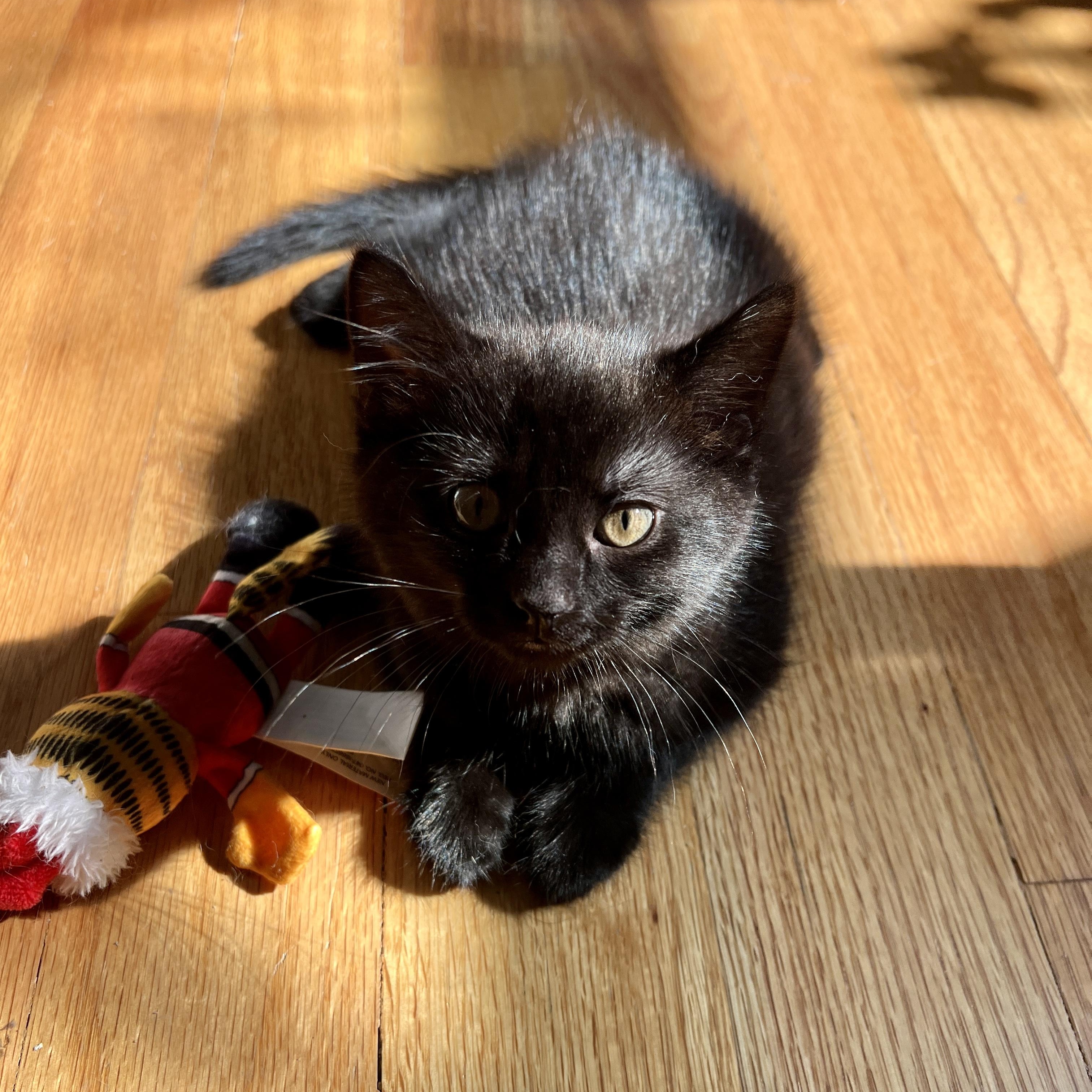 Alan (bonded with Jackson), a Adoptable Domestic Short Hair in Chicago, IL image 1/6