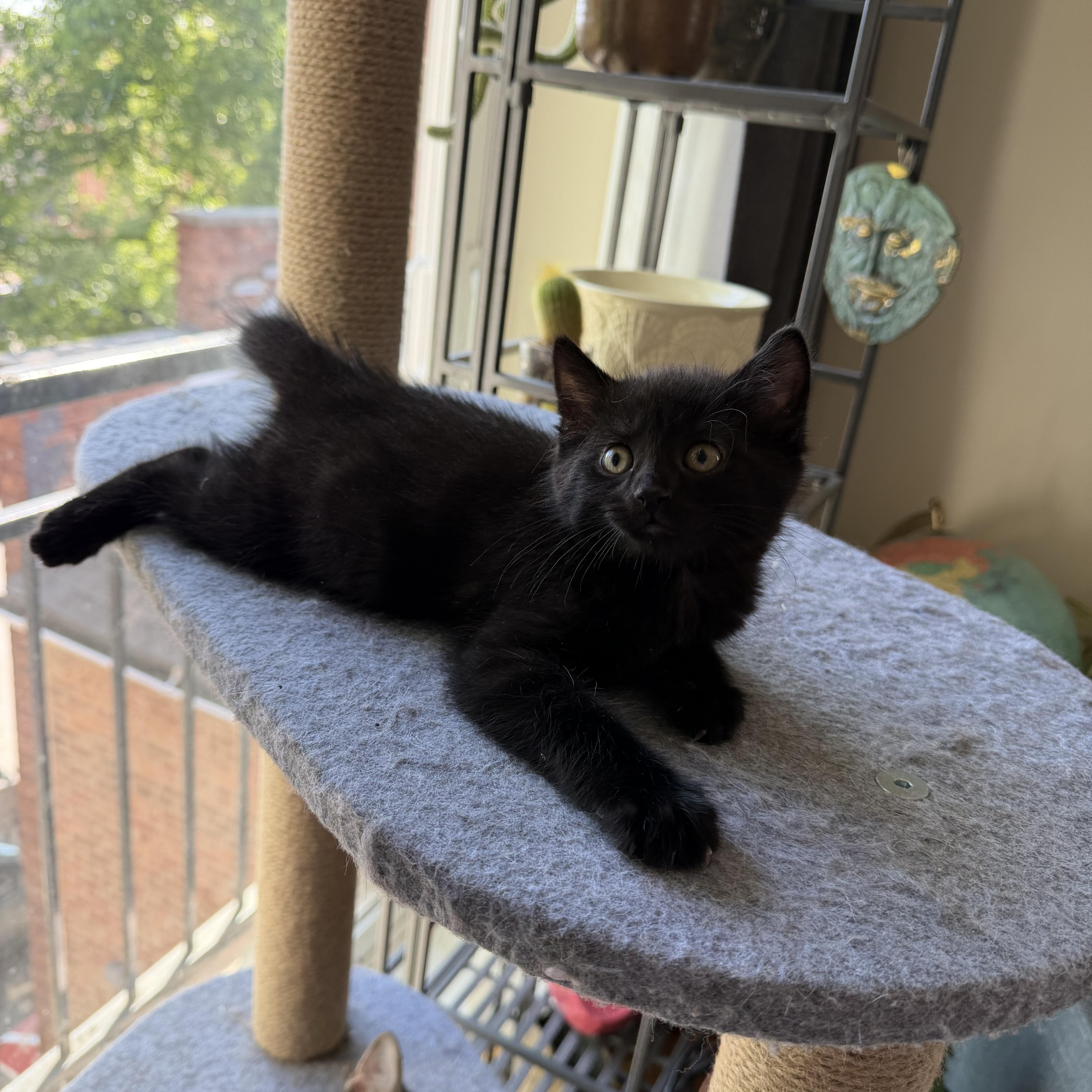 Alan (bonded with Jackson), a Adoptable Domestic Short Hair in Chicago, IL image 3/6