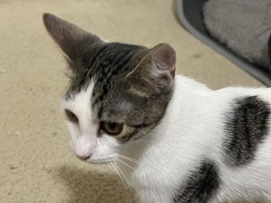 Popeye — thumbnail 2