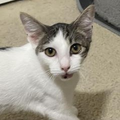 Popeye — thumbnail 3