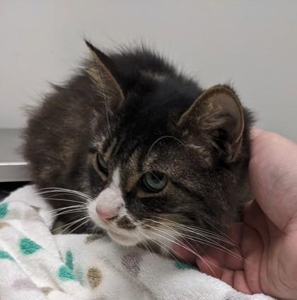 Woosley, Adoptable, Adult Female Domestic Short Hair & Domestic Short Hair.