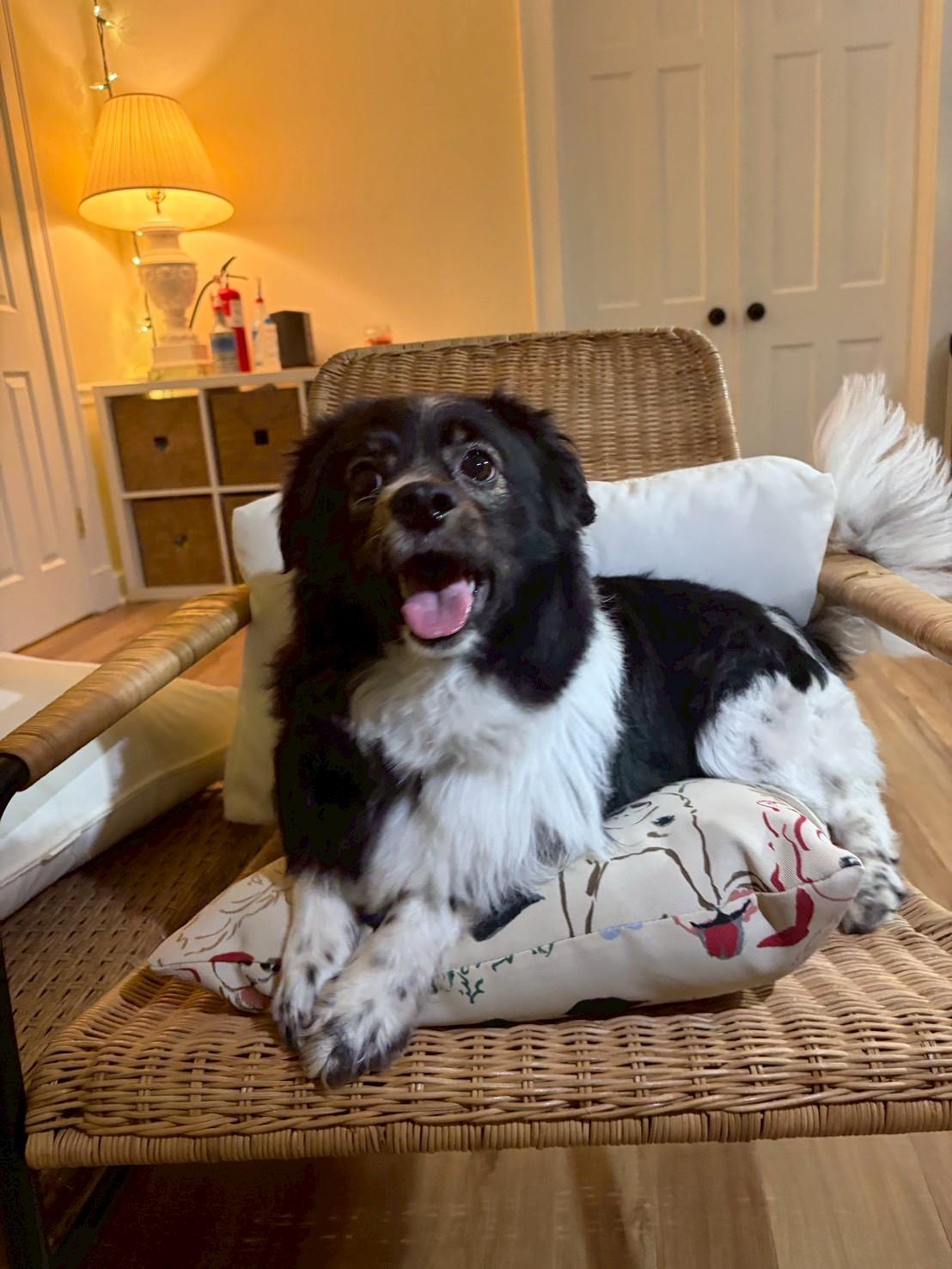 Seville, ADOPTABLE, Young Male Papillon & Cocker Spaniel.