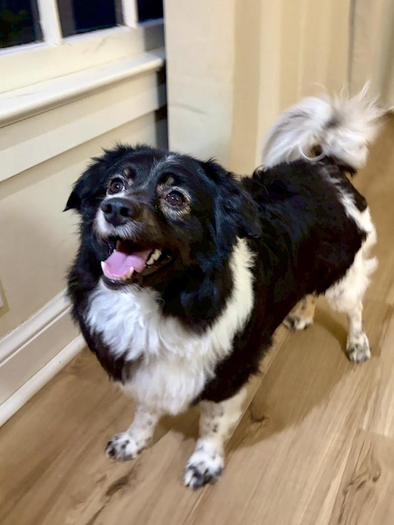 Enlarge Seville, a ADOPTABLE mixed breed in POTOMAC, MD image 6/6