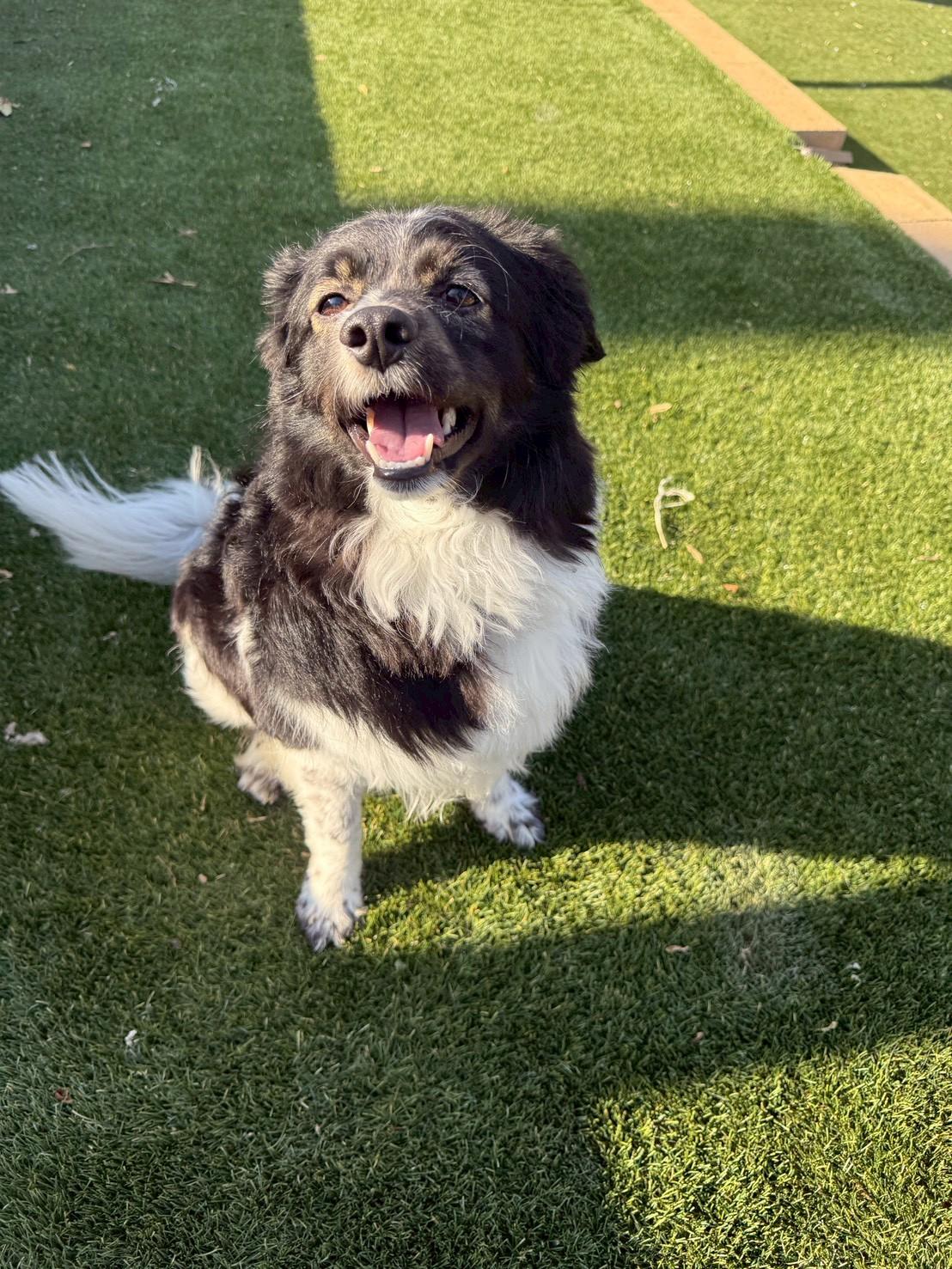 Enlarge Seville, a ADOPTABLE mixed breed in POTOMAC, MD image 4/6