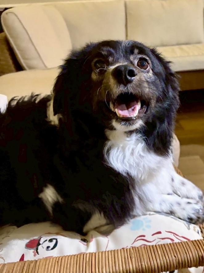 Enlarge Seville, a ADOPTABLE mixed breed in POTOMAC, MD image 2/6