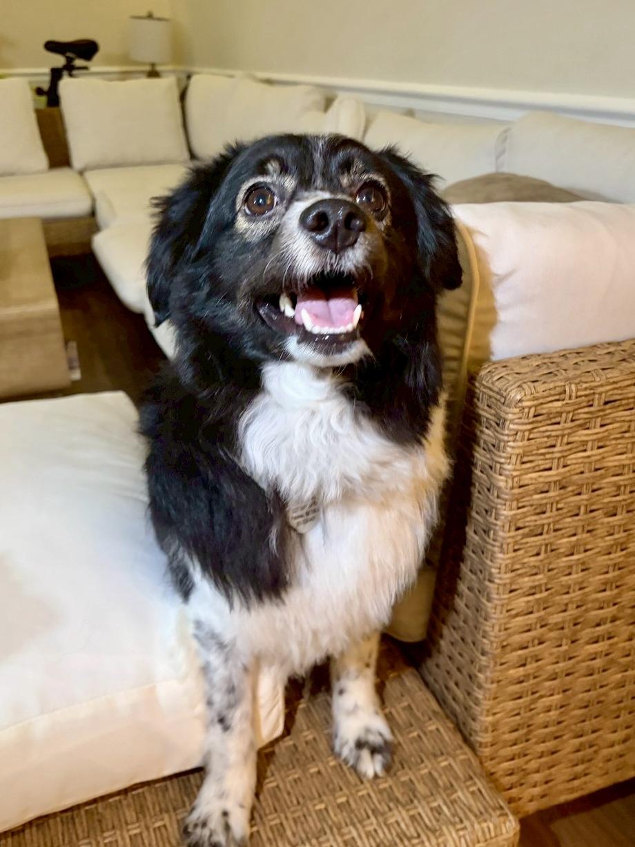 Enlarge Seville, a ADOPTABLE mixed breed in POTOMAC, MD image 5/6