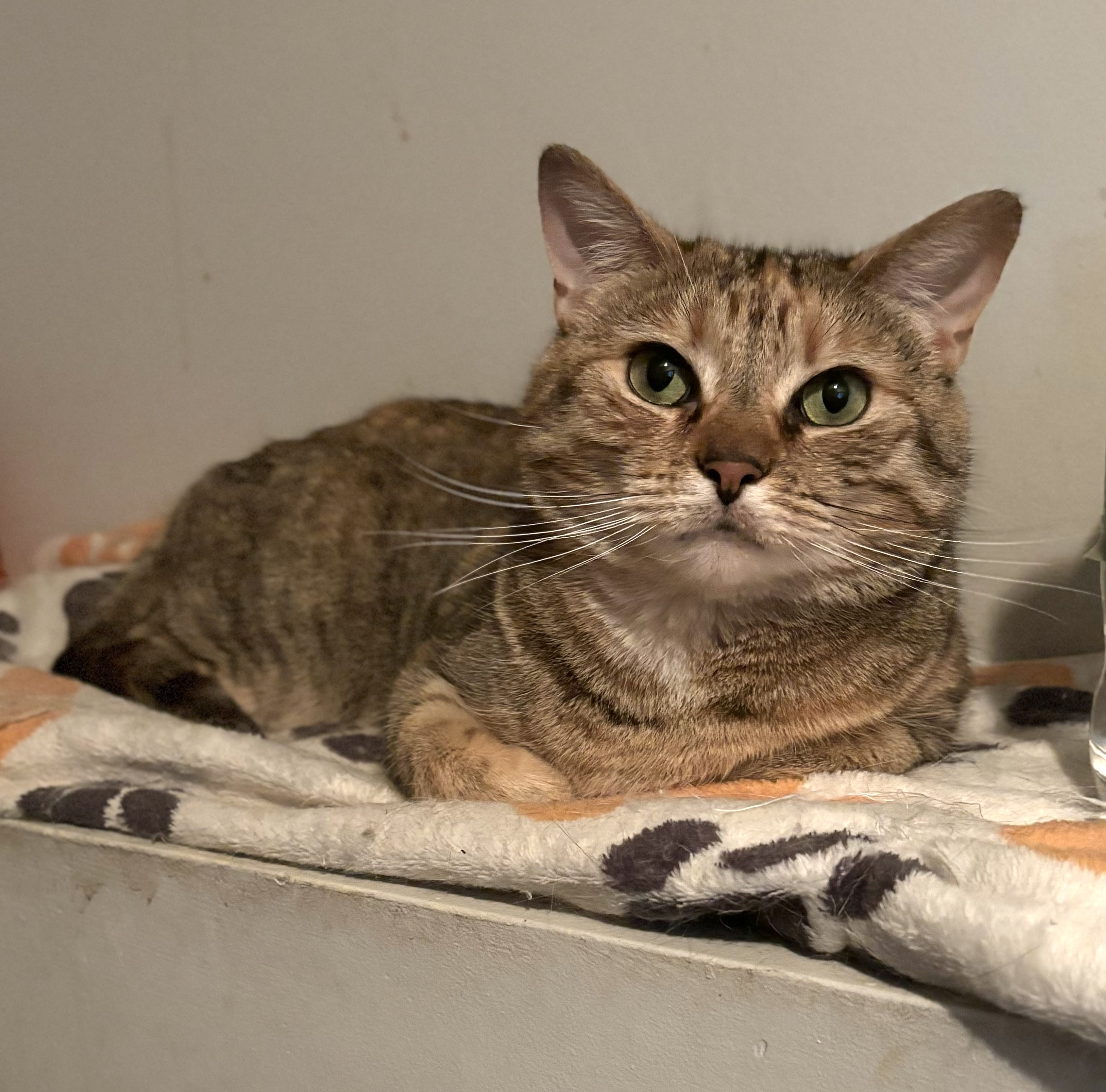 Enlarge Gabby, a Adopted mixed breed in Plainville, CT image 3/6