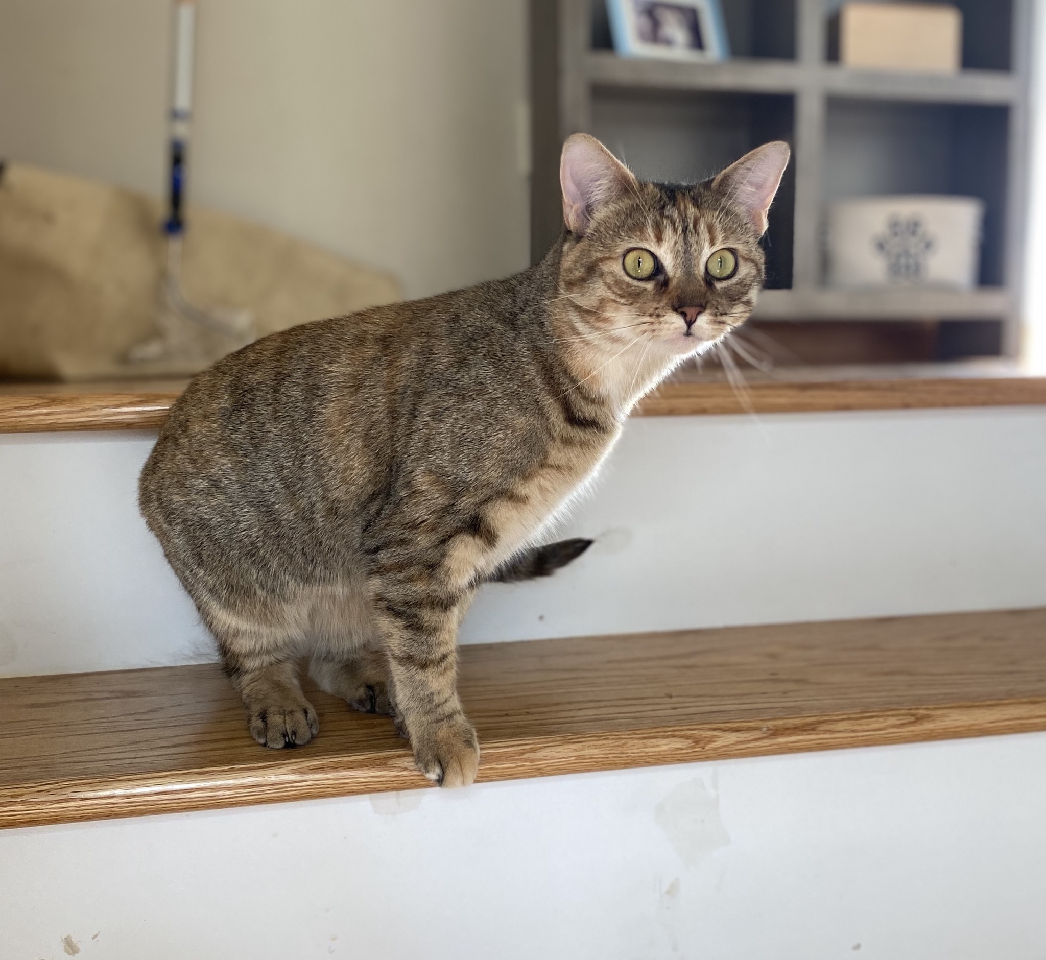 Enlarge Gabby, a Adopted mixed breed in Plainville, CT image 4/6