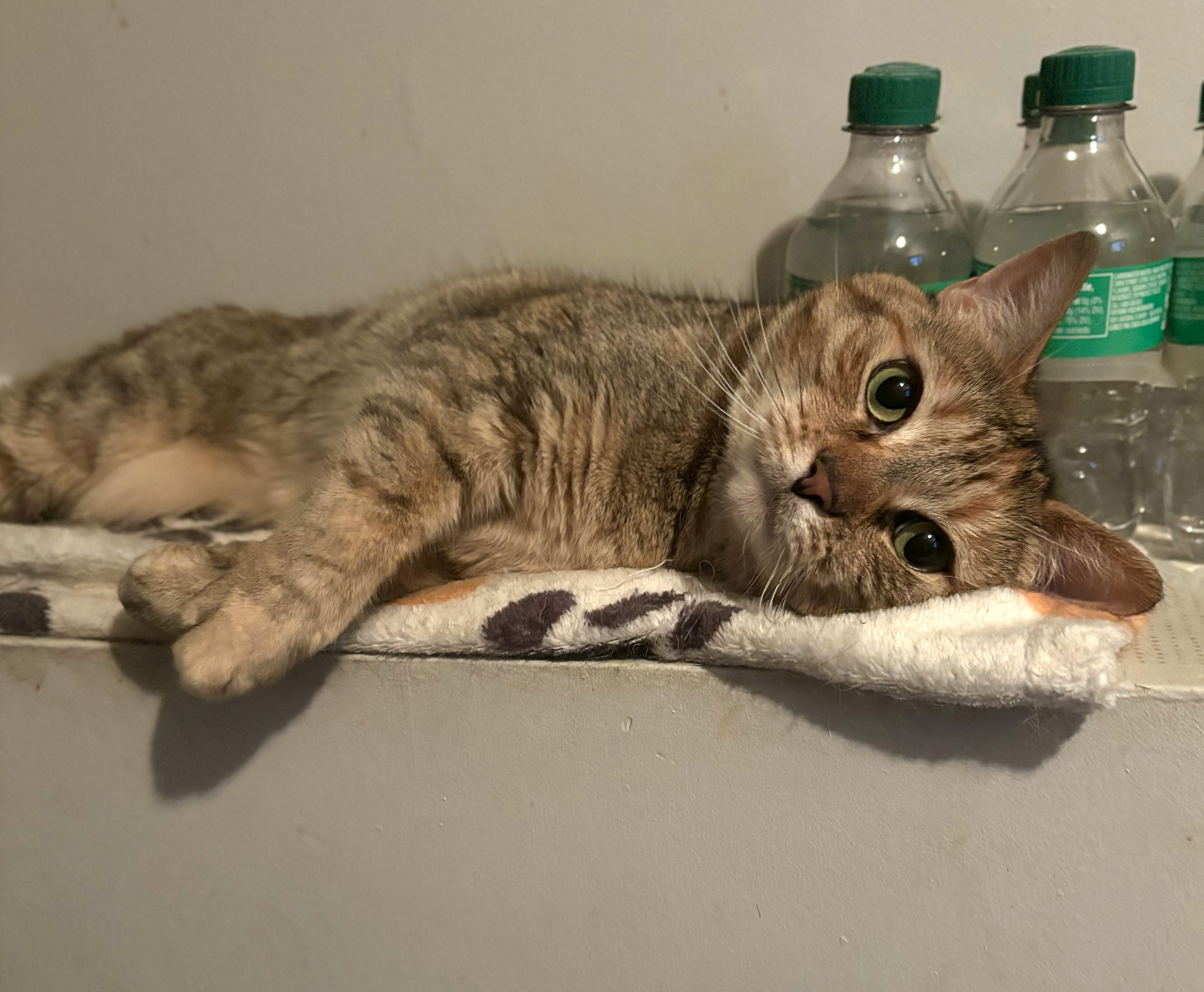 Enlarge Gabby, a Adopted mixed breed in Plainville, CT image 2/6