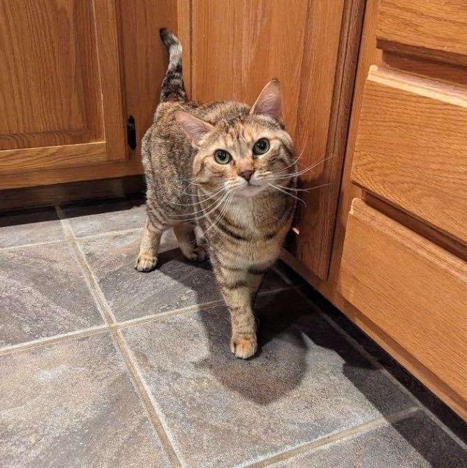 Enlarge Gabby, a Adopted mixed breed in Plainville, CT image 5/6