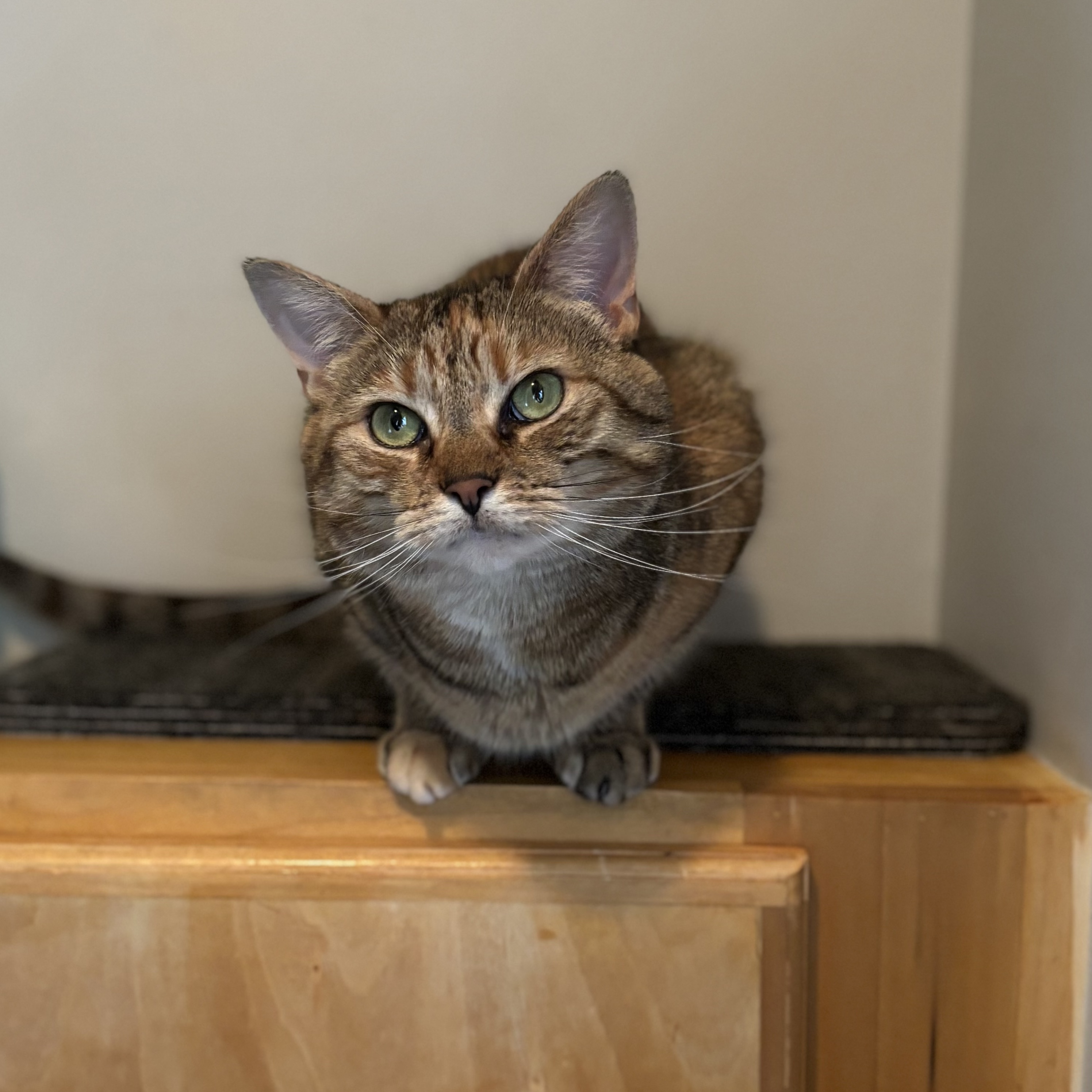 Enlarge Gabby, a Adopted mixed breed in Plainville, CT image 1/6