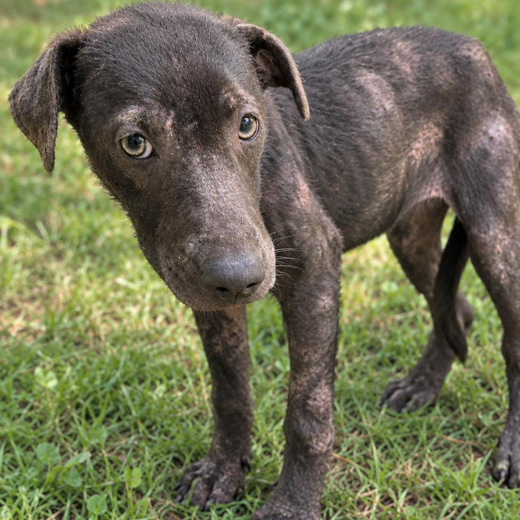 Enlarge Duffy, a Adoptable mixed breed in Guntersville, AL image 1/2