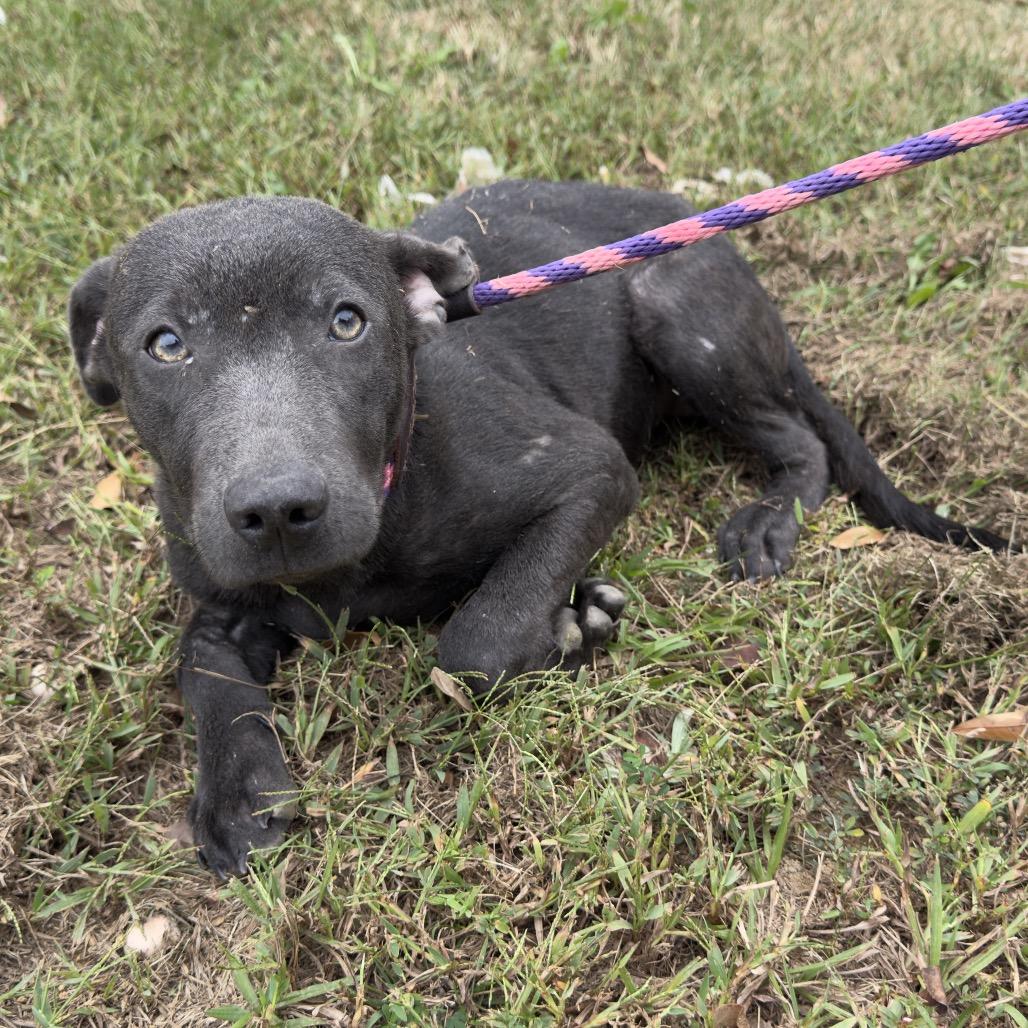 Enlarge Duffy, a Adoptable mixed breed in Guntersville, AL image 2/2