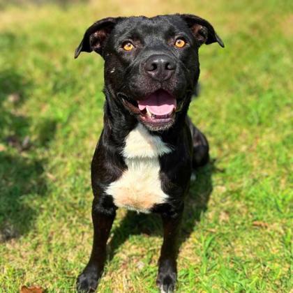 Enlarge Hunter, a Adoptable mixed breed in Gastonia, NC image 1/3