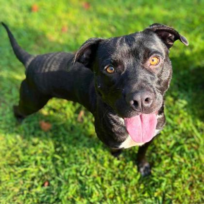 Enlarge Hunter, a Adoptable mixed breed in Gastonia, NC image 2/3