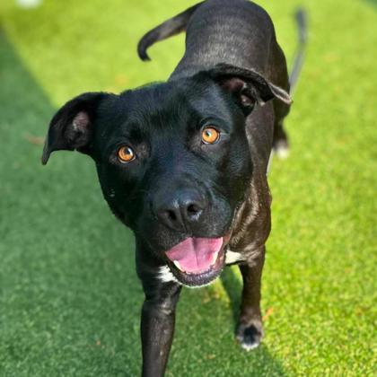 Enlarge Hunter, a Adoptable mixed breed in Gastonia, NC image 3/3