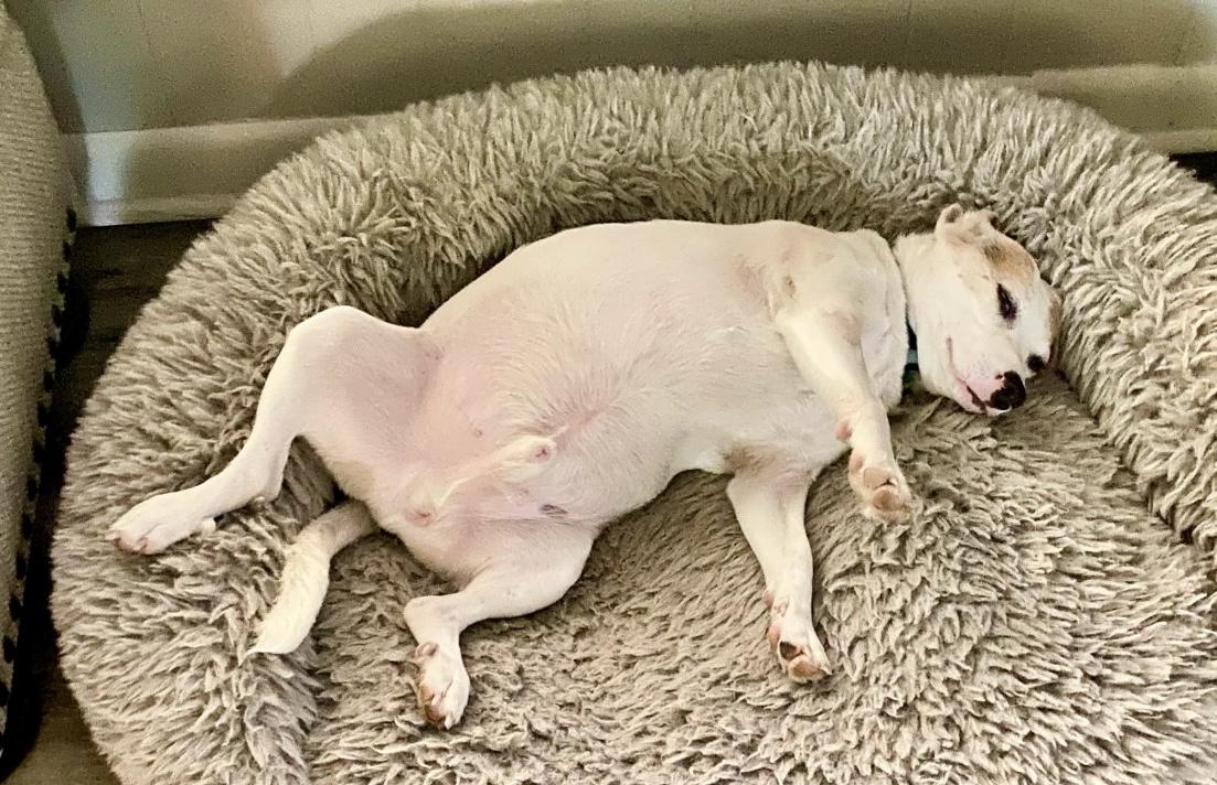 Enlarge Buford, an adopted Beagle in Valley Cottage, NY image 6/6