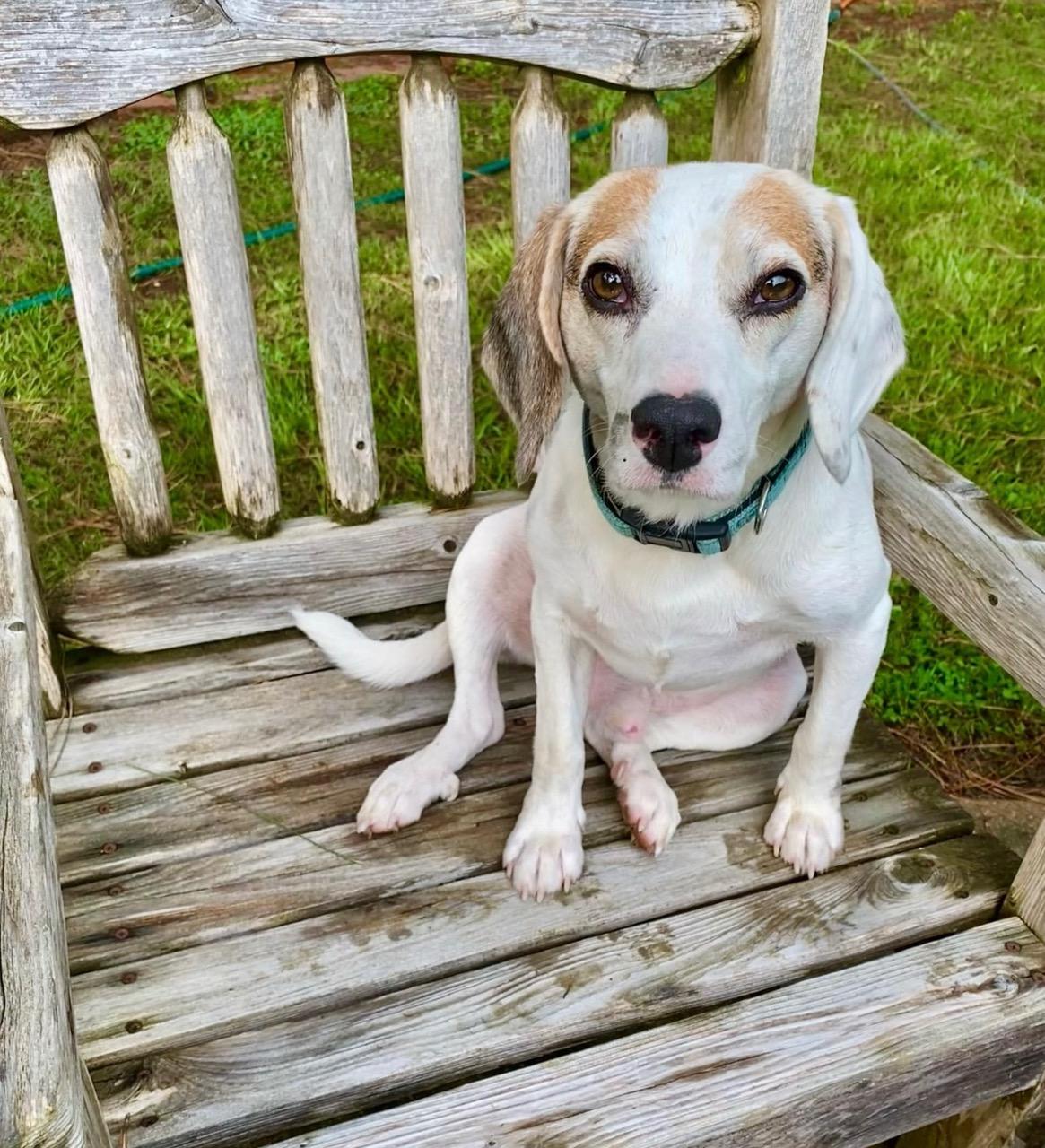 Enlarge Buford, an adopted Beagle in Valley Cottage, NY image 2/6