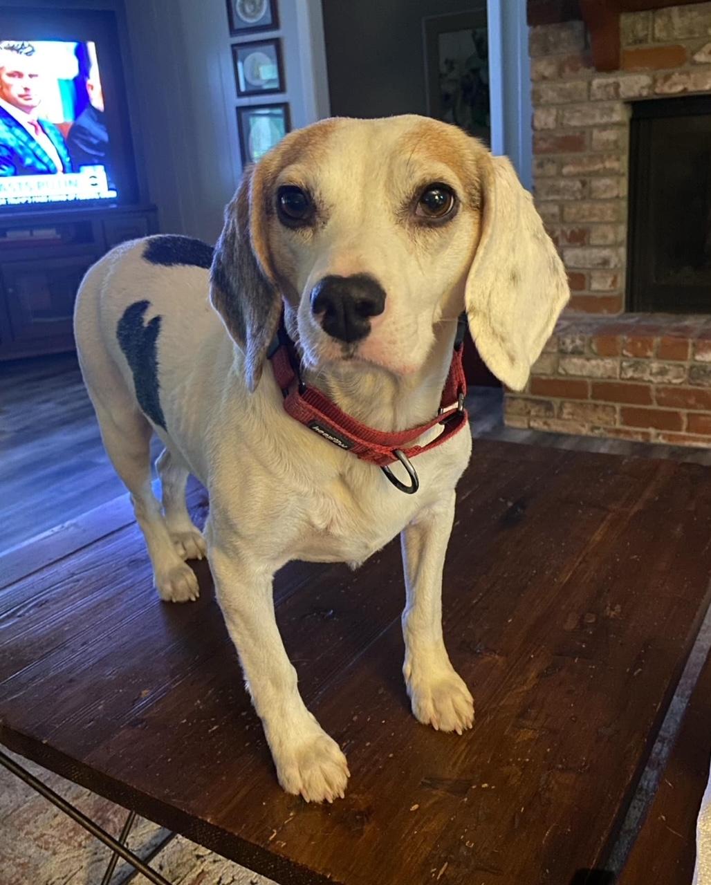Enlarge Buford, an adopted Beagle in Valley Cottage, NY image 5/6