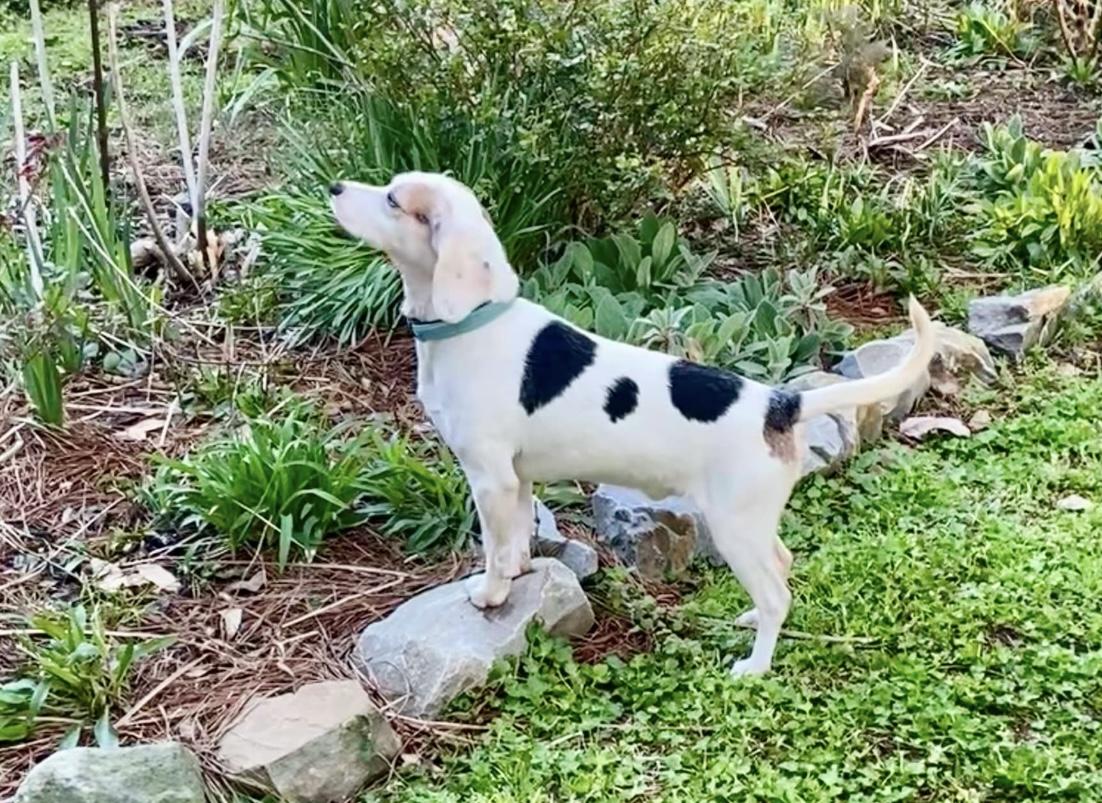 Enlarge Buford, an adopted Beagle in Valley Cottage, NY image 4/6