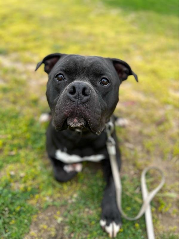Yoshi, Adoptable, Adult Male Pit Bull Terrier.