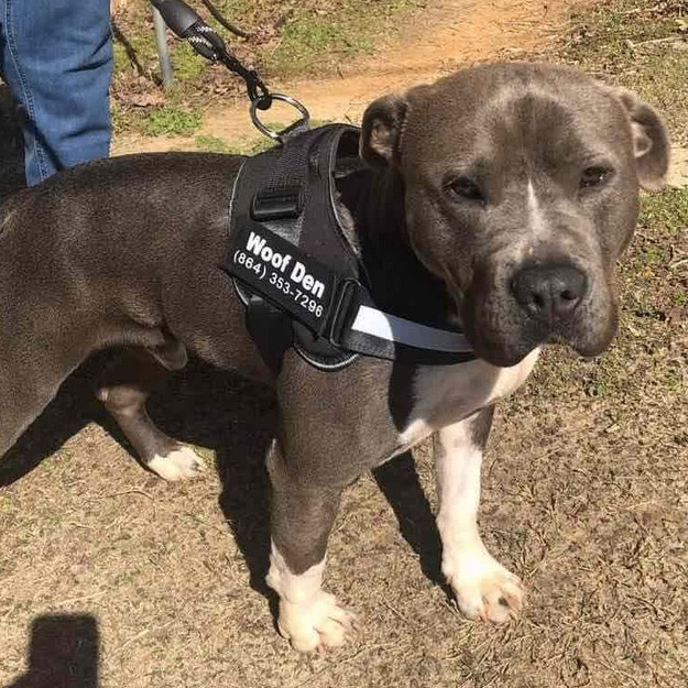 Enlarge Cheeseburger, a Adoptable American Staffordshire Terrier in Anderson , SC image 4/5