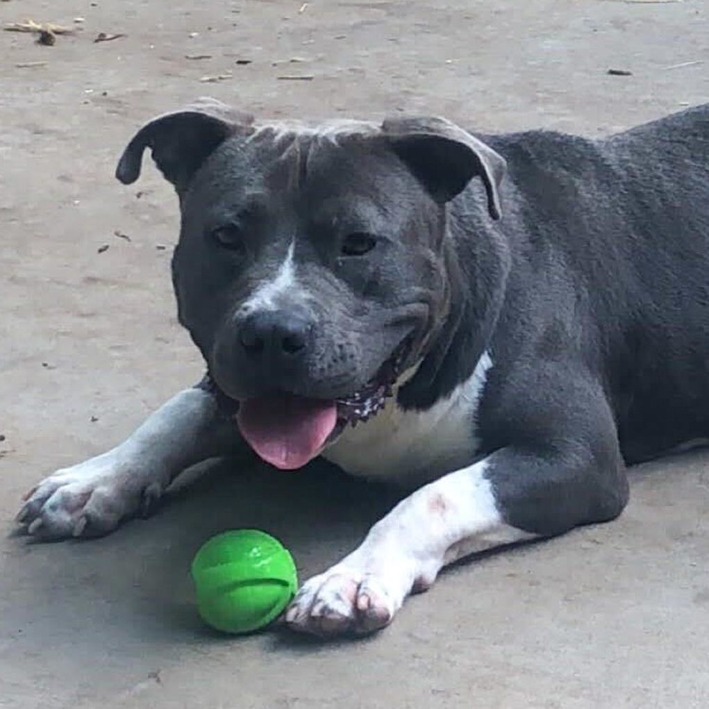 Enlarge Cheeseburger, a Adoptable American Staffordshire Terrier in Anderson , SC image 2/5