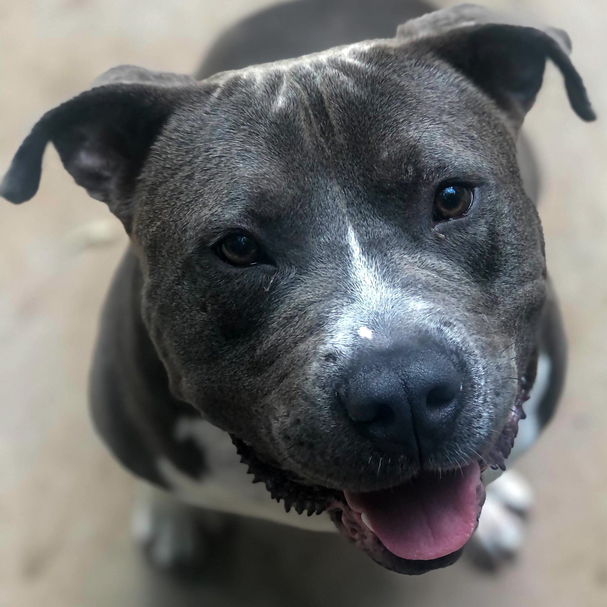 Cheeseburger, Adoptable, Adult Male American Staffordshire Terrier.