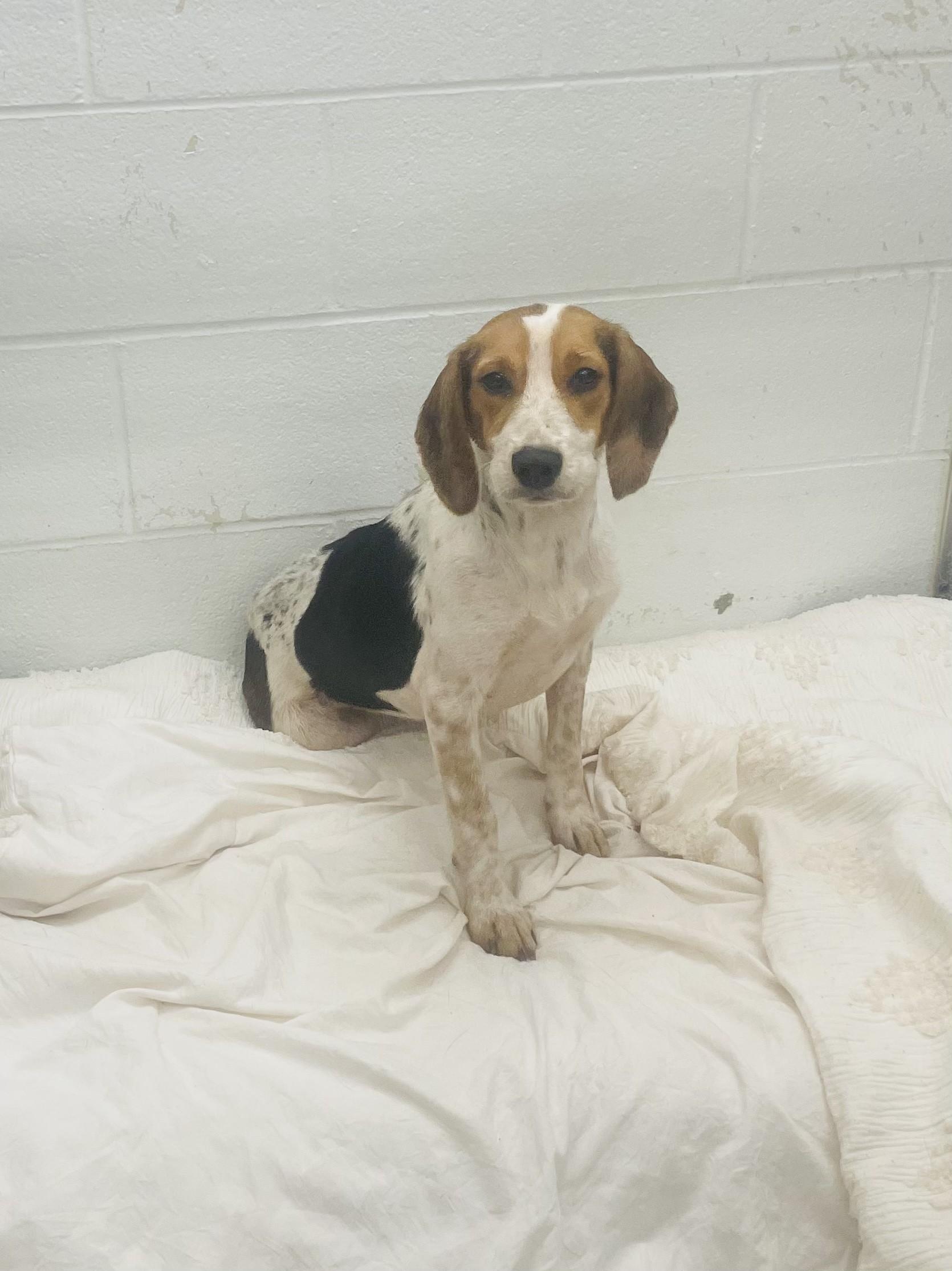 Enlarge Bailey, a Adoptable Beagle in Ashland, VA image 1/2