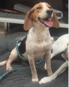 Enlarge Bailey, a Adoptable Beagle in Ashland, VA image 2/2