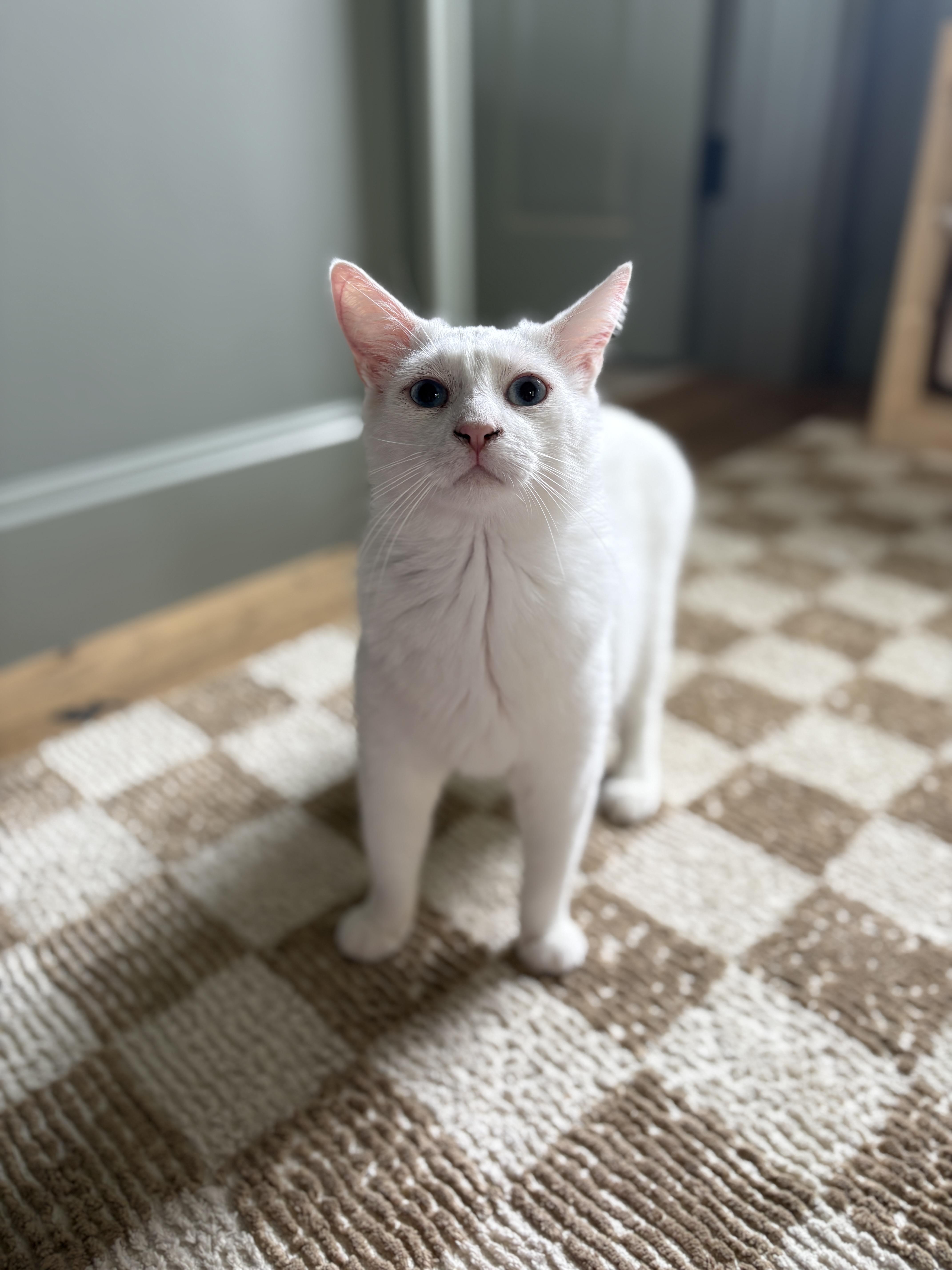 Enlarge Timothy, an adopted Siamese in Pacific Palisades, CA image 3/5