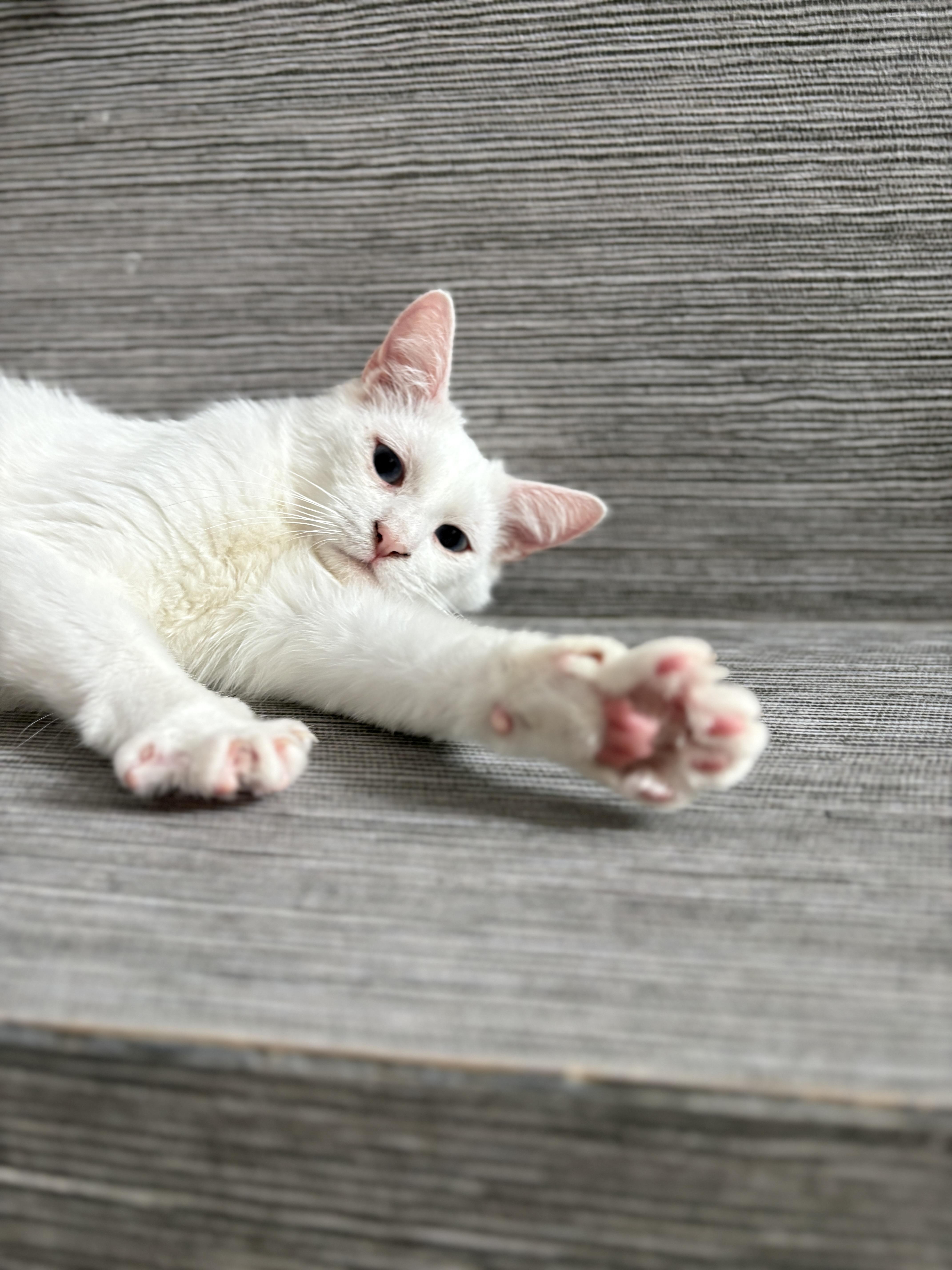 Enlarge Timothy, an adopted Siamese in Pacific Palisades, CA image 4/5