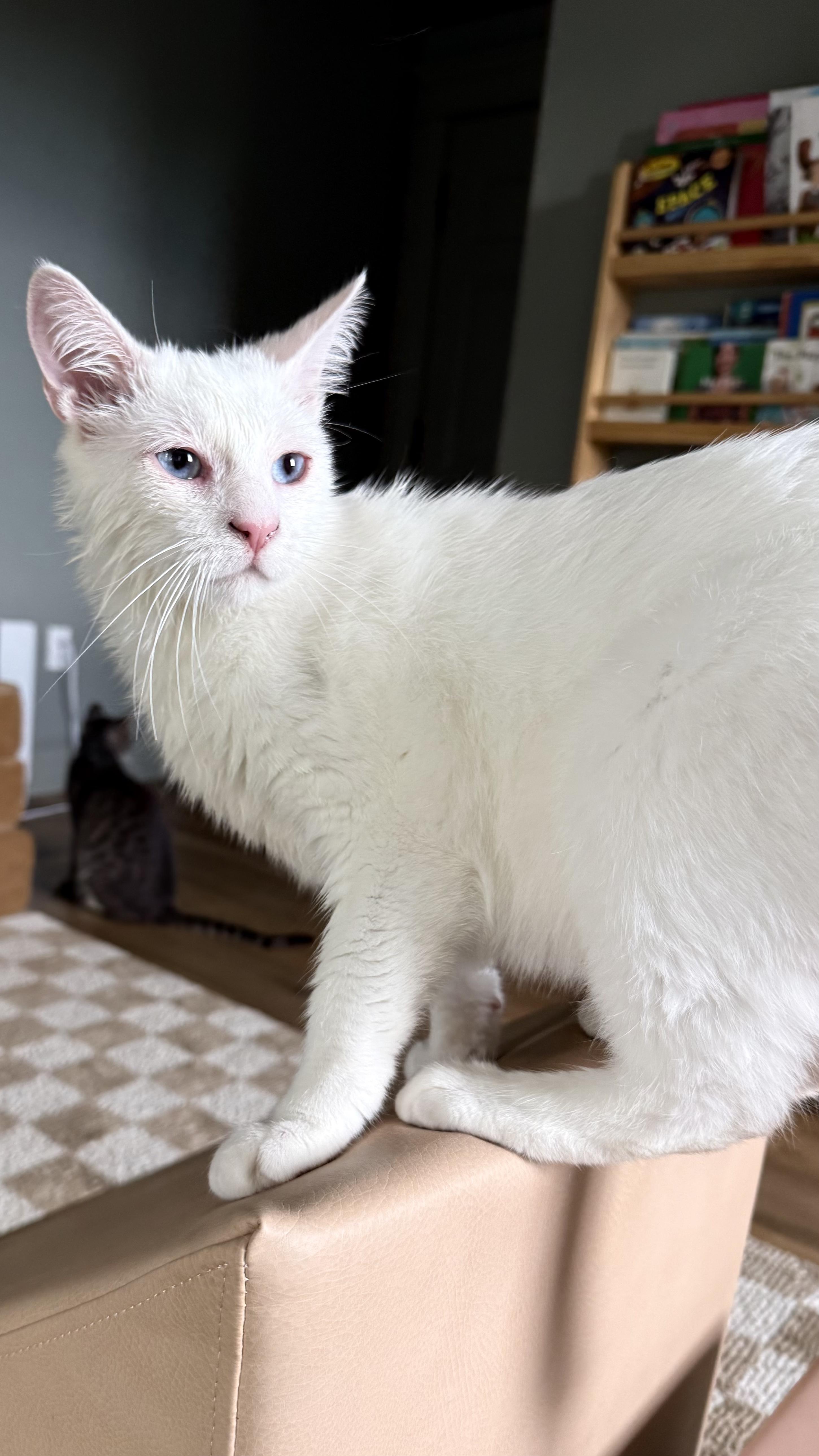 Enlarge Timothy, an adopted Siamese in Pacific Palisades, CA image 1/5