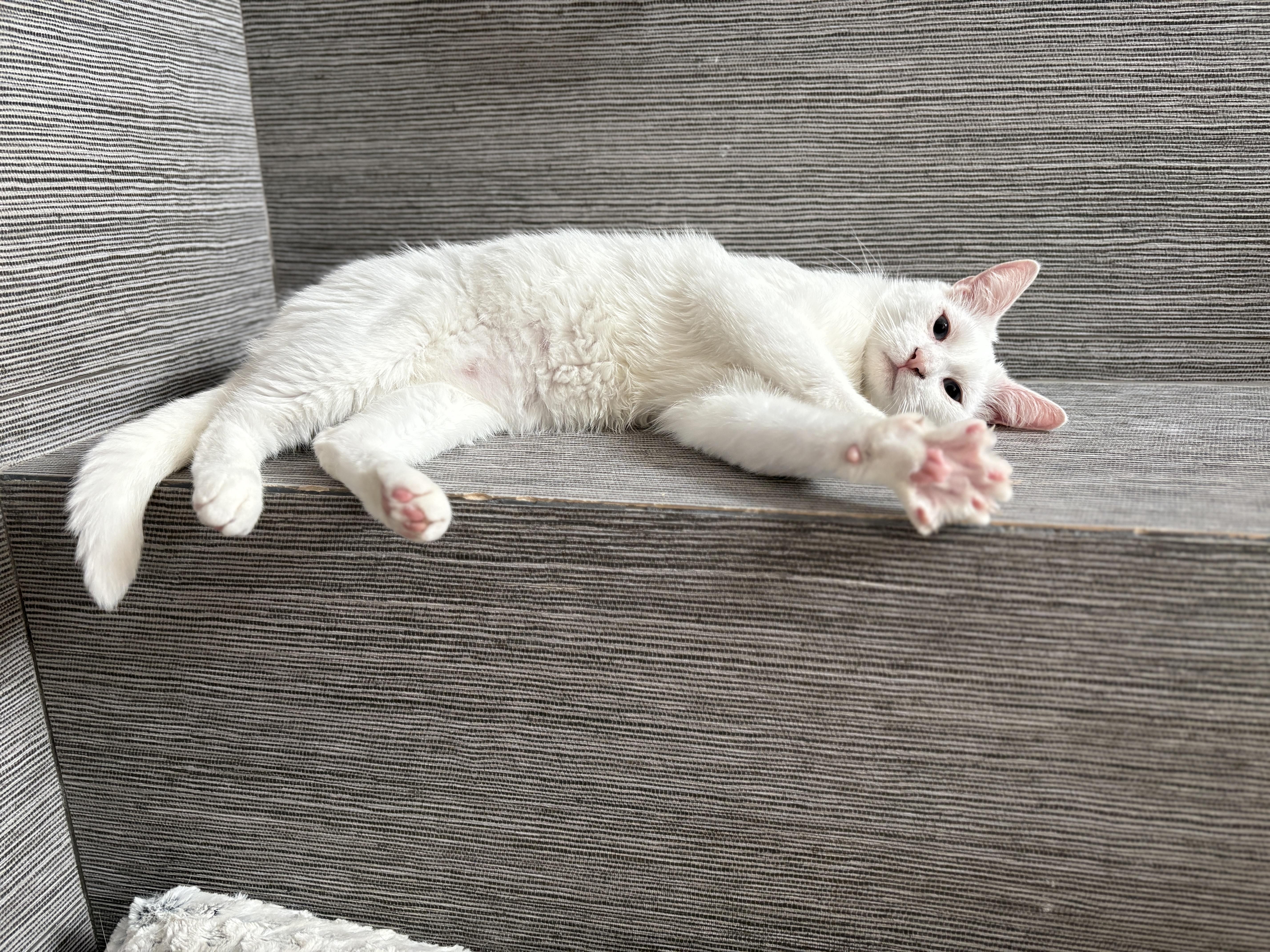 Enlarge Timothy, an adopted Siamese in Pacific Palisades, CA image 5/5