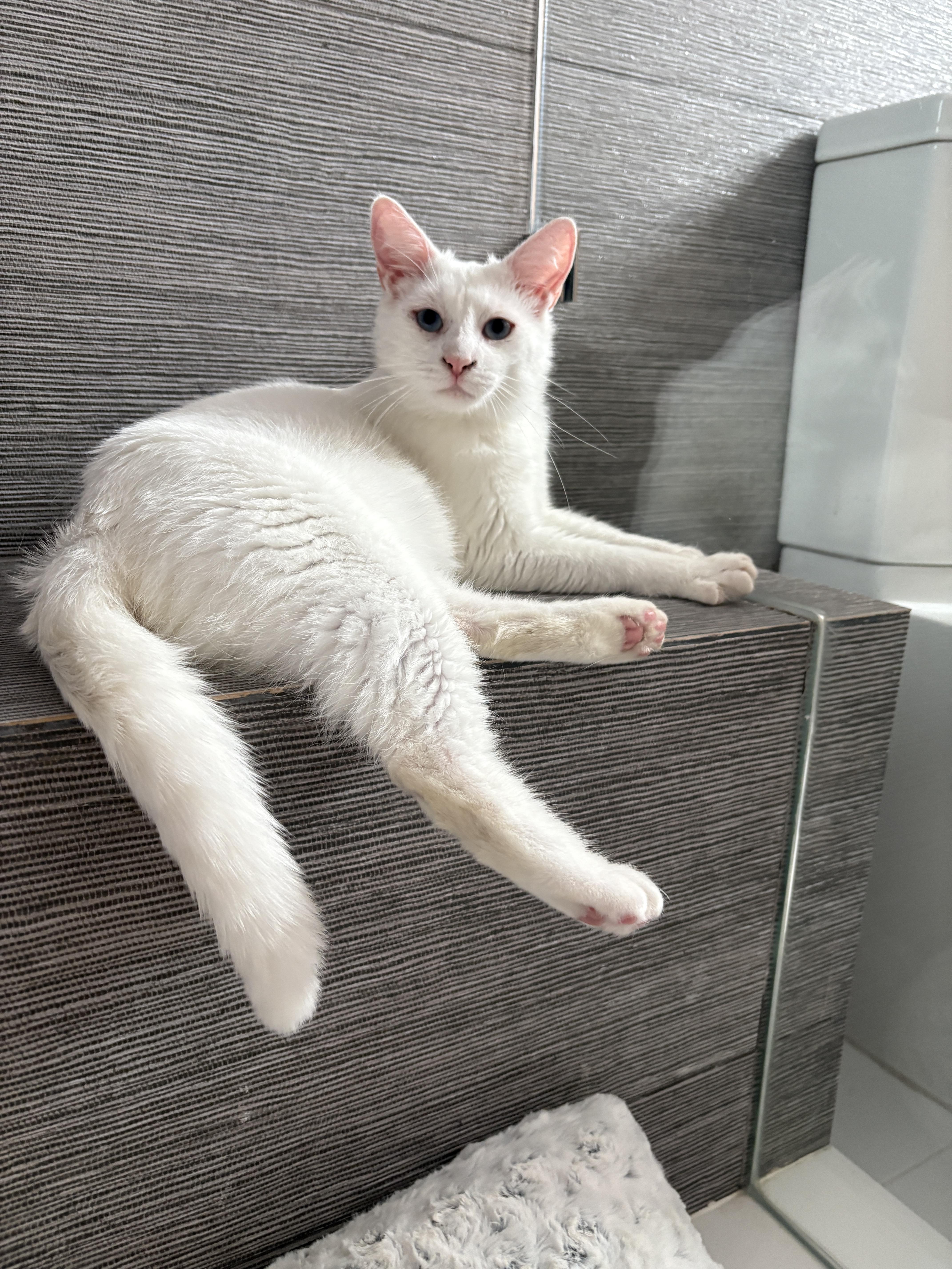 Enlarge Timothy, an adopted Siamese in Pacific Palisades, CA image 2/5