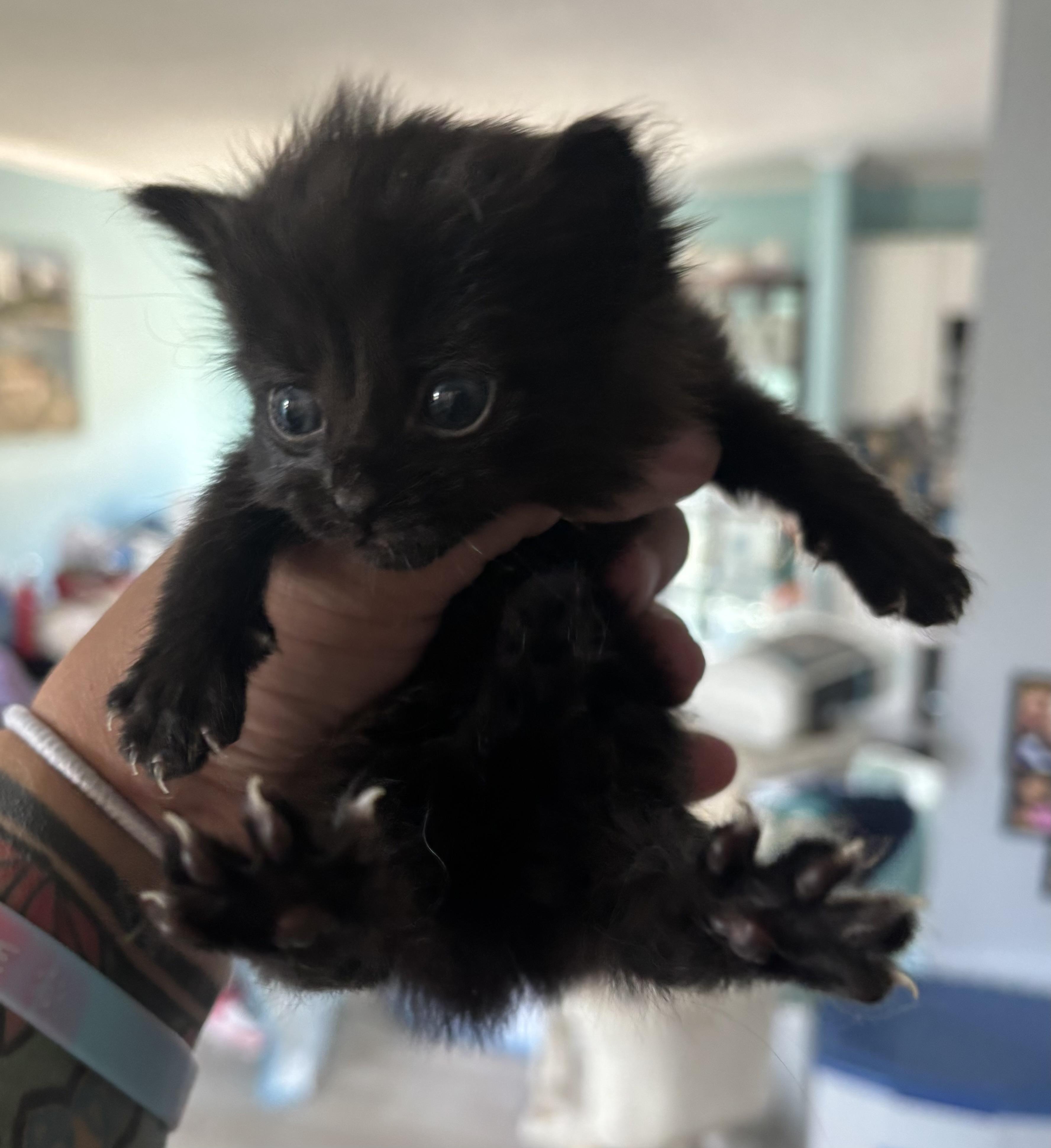 Lilo, Adoptable, Kitten Female Domestic Short Hair.