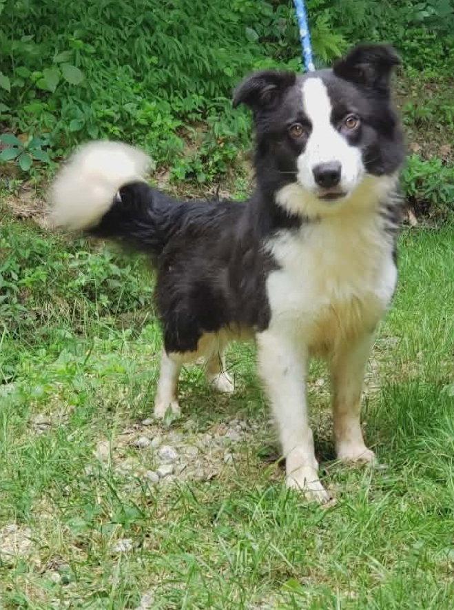 Shelly, Adoptable, Adult Female Border Collie.