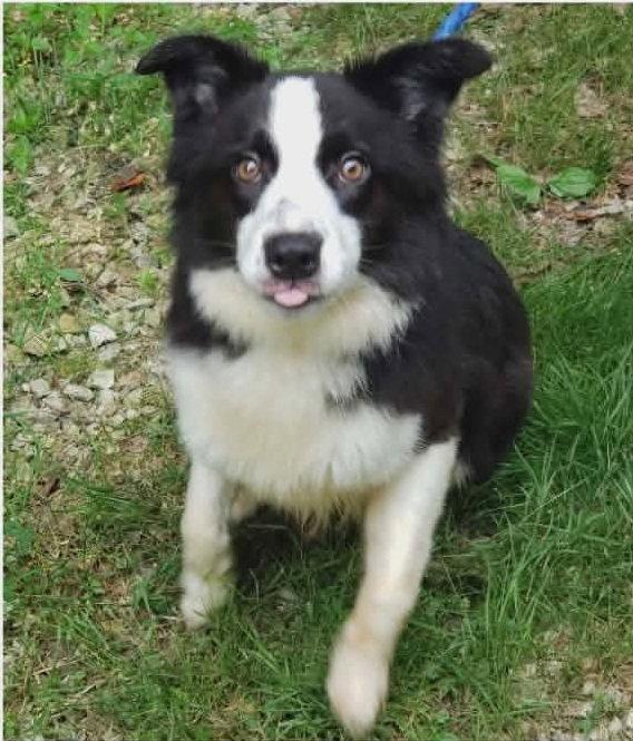 Enlarge Shelly, a Adoptable Border Collie in Ringwood, NJ image 2/3