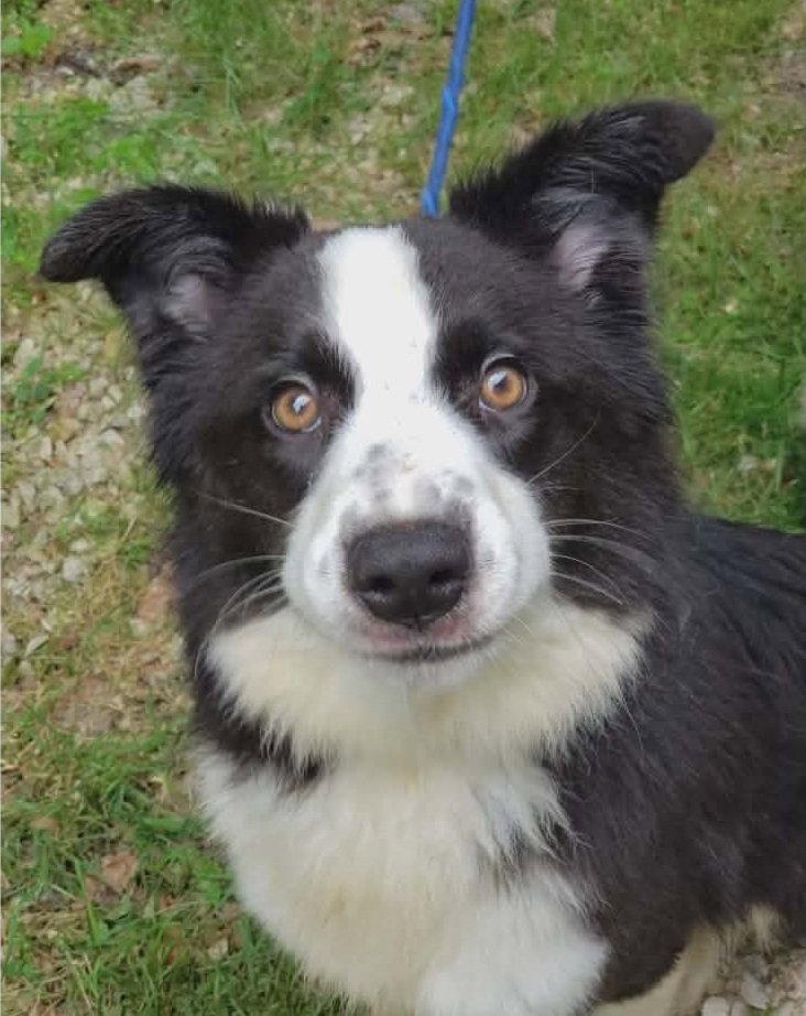 Enlarge Shelly, a Adoptable Border Collie in Ringwood, NJ image 3/3