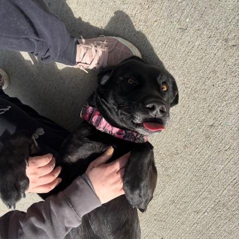 Enlarge Nala, an adopted mixed breed in Harrisonville, MO image 1/2