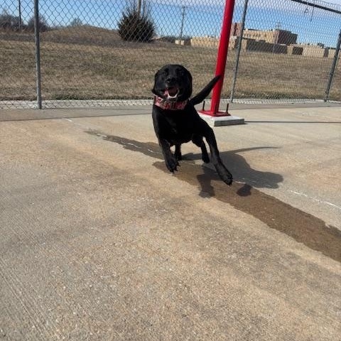 Enlarge Nala, an adopted mixed breed in Harrisonville, MO image 2/2