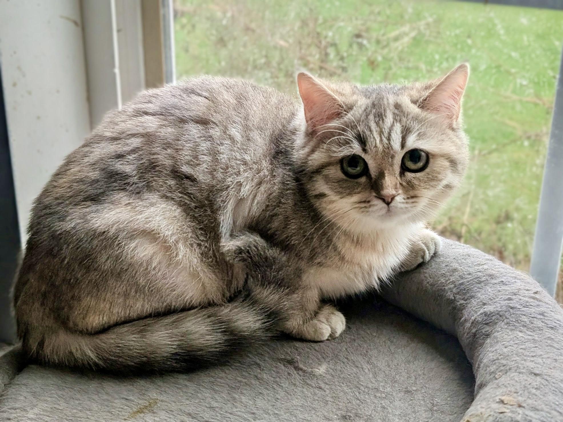 Enlarge Sylvie, an adopted mixed breed in Huntley, IL image 3/3